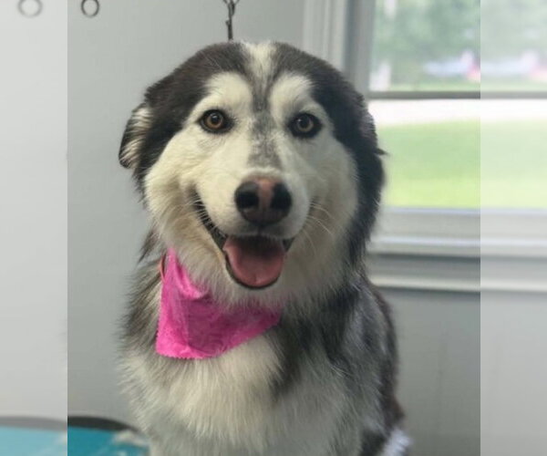Medium Photo #1 Alaskan Malamute Puppy For Sale in Aurora, IN, USA