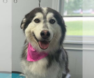 Alaskan Malamute Dogs for adoption in Aurora, IN, USA