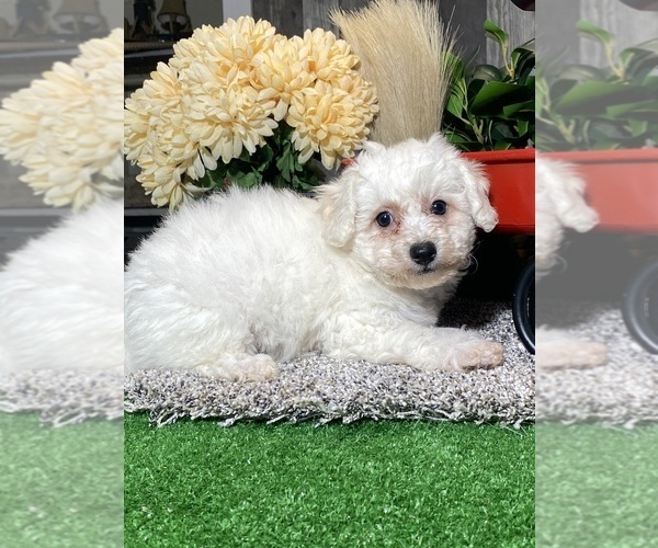 Medium Photo #4 Bichon Frise Puppy For Sale in CANOGA, NY, USA