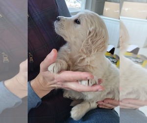 English Cream Golden Retriever Puppy for sale in HOWELL, MI, USA