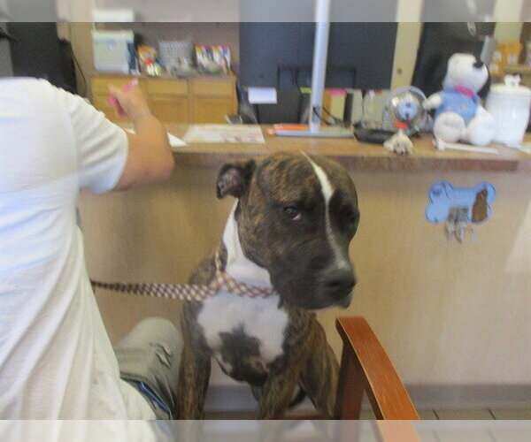 Medium Photo #1 Staffordshire Bull Terrier Puppy For Sale in Ocala, FL, USA