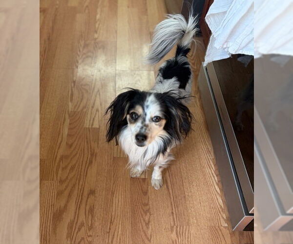 Medium Photo #2 Papillon Puppy For Sale in Lakewood, CO, USA