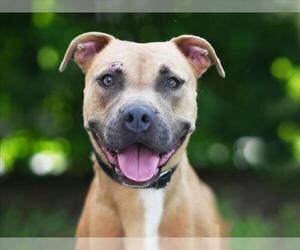 Black Mouth Cur-Unknown Mix Dogs for adoption in Tavares, FL, USA