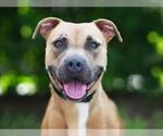 Small Black Mouth Cur Mix