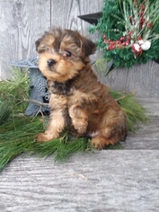 Yorkshire Terrier Puppy for sale in SUGARCREEK, OH, USA
