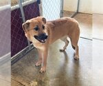 Small Photo #3 German Shepherd Dog-Great Pyrenees Mix Puppy For Sale in Chico, CA, USA