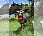 Small #1 Labrador Retriever Mix