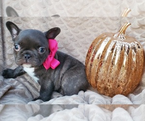 French Bulldog Puppy for sale in ARDMORE, OK, USA