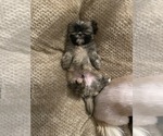 Small Photo #12 Shih Tzu Puppy For Sale in CLEARWATER, FL, USA
