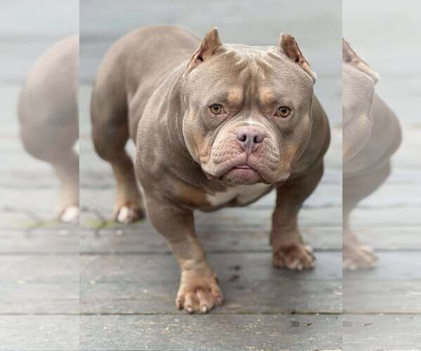 Medium Photo #3 American Bulldog Puppy For Sale in Rockville, MD, USA