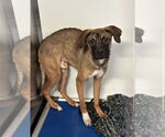 Small #7 Doberman Pinscher Mix