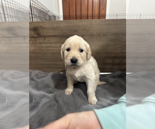 Medium Photo #3 Golden Retriever Puppy For Sale in PAW PAW, MI, USA