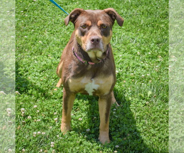 Medium Photo #4 Chocolate Labrador retriever-Rottweiler Mix Puppy For Sale in Huntley, IL, USA