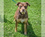 Small #3 Chocolate Labrador retriever-Rottweiler Mix