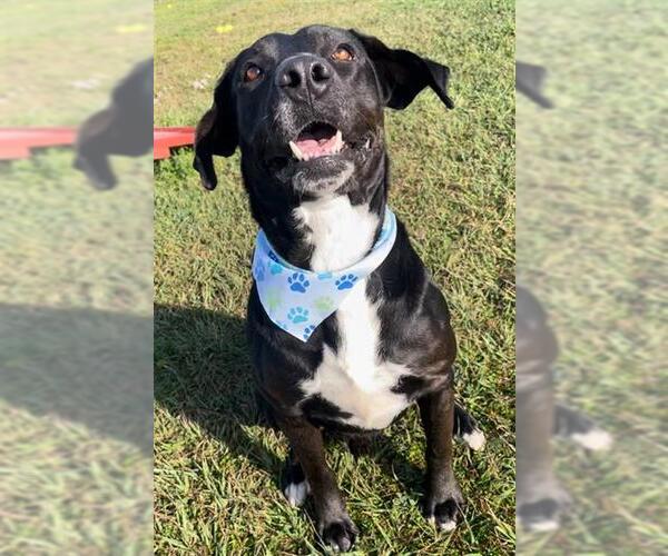 Medium Photo #3 Labrador Retriever-Unknown Mix Puppy For Sale in Rosenberg, TX, USA