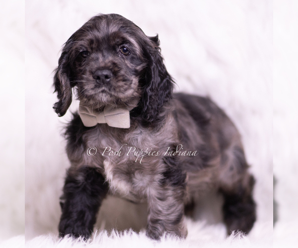 Medium Photo #1 Cocker Spaniel Puppy For Sale in WARSAW, IN, USA