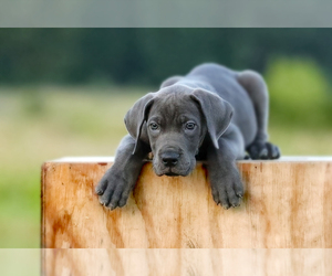 Great Dane Puppy for sale in PARIS, TX, USA