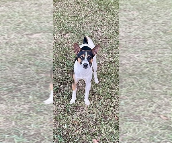 Medium Photo #1 Rat Terrier Puppy For Sale in WHITAKERS, NC, USA