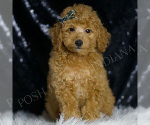 Medium Photo #6 Poodle (Toy) Puppy For Sale in WARSAW, IN, USA
