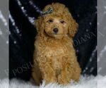Small #5 Poodle (Toy)