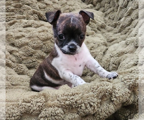 Medium Photo #9 Chihuahua Puppy For Sale in RUSTBURG, VA, USA