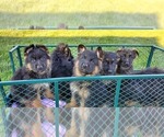 Small Photo #1 German Shepherd Dog Puppy For Sale in OGDEN, NY, USA