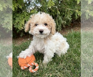 Maltipoo Puppy for sale in MIDDLEBURY, IN, USA