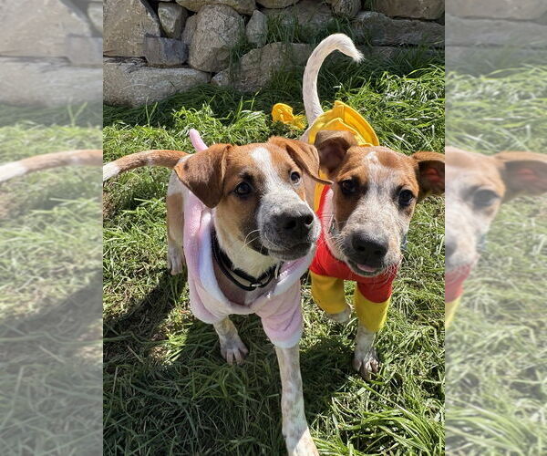 Medium Photo #3 Mutt Puppy For Sale in Brewster, NY, USA