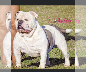 Father of the Olde English Bulldogge puppies born on 01/05/2023