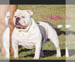 Small Photo #1 Olde English Bulldogge Puppy For Sale in MANSFIELD, GA, USA
