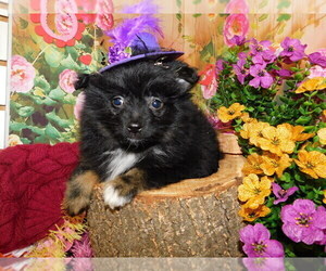 Pomeranian Puppy for sale in HAMMOND, IN, USA