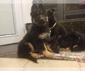 German Shepherd Dog Puppy for sale in PENROSE, CO, USA