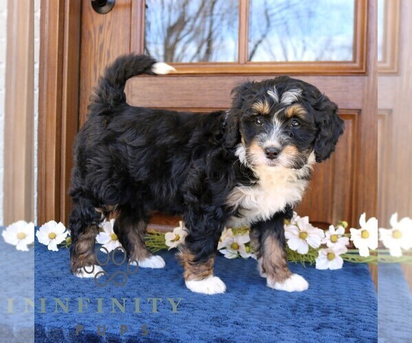 Medium Photo #1 Bernedoodle (Miniature) Puppy For Sale in NARVON, PA, USA