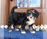 Small Bernedoodle (Miniature)
