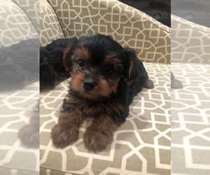 Yorkshire Terrier Puppy for sale in MURRAYVILLE, GA, USA