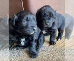 Small Photo #5 F2 Aussiedoodle Puppy For Sale in OLIVE BRANCH, MS, USA
