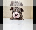 Small Photo #15 English Bulldog Puppy For Sale in BAKERSFIELD, CA, USA