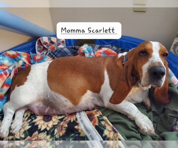 Medium Photo #1 Basset Hound Puppy For Sale in WENTZVILLE, MO, USA