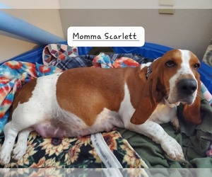 Mother of the Basset Hound puppies born on 03/08/2022