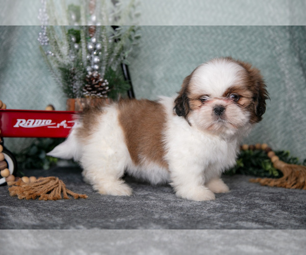 Medium Photo #2 Shih Tzu Puppy For Sale in CLARE, MI, USA
