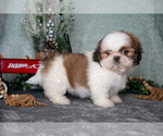 Small #1 Shih Tzu
