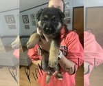 Small Photo #13 German Shepherd Dog Puppy For Sale in RUSTBURG, VA, USA