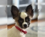 Small Chihuahua