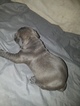Small Photo #7 American Pit Bull Terrier Puppy For Sale in GRIFFIN, GA, USA