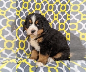 Bernese Mountain Dog Puppy for sale in DELTA, PA, USA