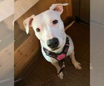 Small #4 American Pit Bull Terrier Mix