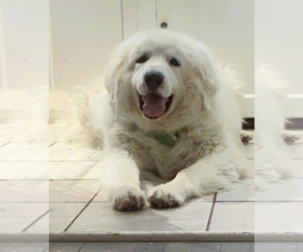 Medium Photo #6 Great Pyrenees Puppy For Sale in Spring, TX, USA