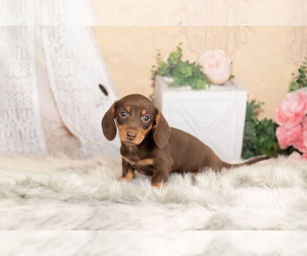 Medium Photo #6 Dachshund Puppy For Sale in WARSAW, IN, USA