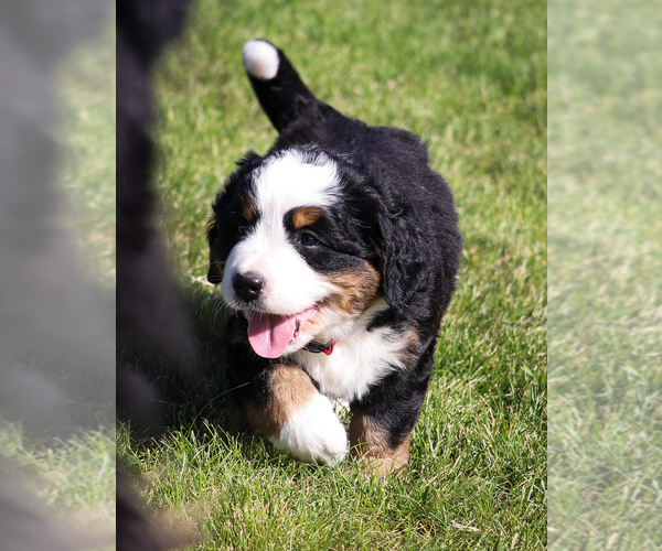 Medium Photo #5 Bernese Mountain Dog Puppy For Sale in THEDFORD, NE, USA