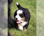 Small #4 Bernese Mountain Dog
